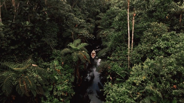Dji D-log to colored jungle 