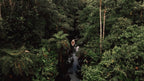 Dji D-log to colored jungle 